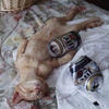 86221 - Unmoderated Funny Passed Out Drunk Shaming Pics  - 18