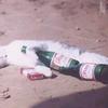 2117 - Unmoderated Funny Passed Out Drunk Shaming Pics  - 1