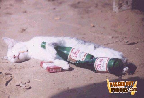 Cat-badnight
